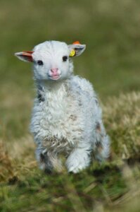 little lamb